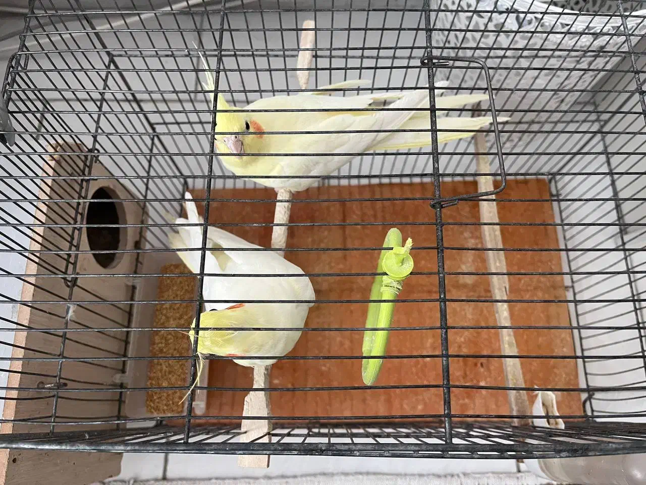 عروس هلندی|پرنده|سهند, |دیوار