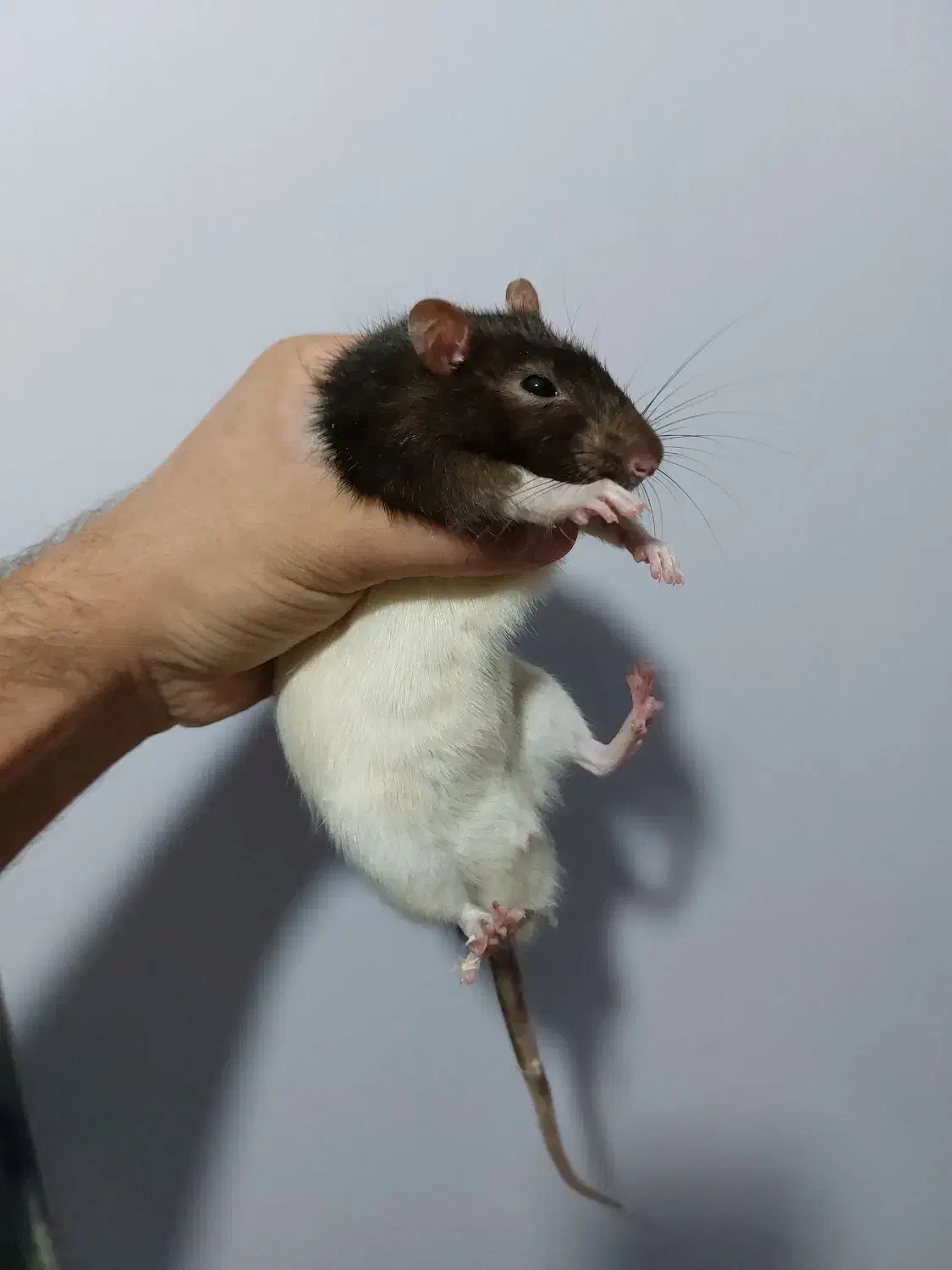 ۲ عدد رت|موش و خرگوش|شاهین‌شهر, شهرک پردیس|دیوار