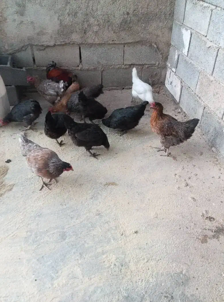 مرغ بومی|حیوانات مزرعه|رودشت (چهارمحال و بختیاری), |دیوار