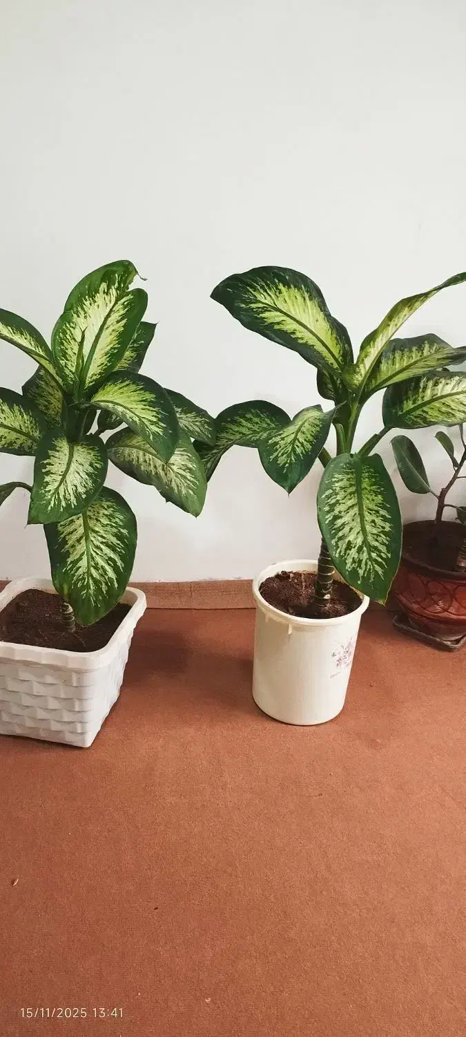 گل گوش فیلی|گل و گیاه طبیعی|دهگلان, |دیوار