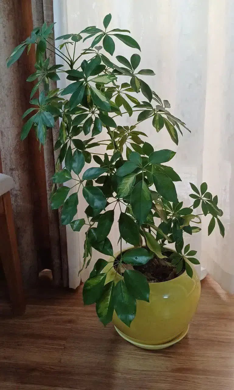 گل شفلرا ابلغ|گل و گیاه طبیعی|اصفهان, شهشهان|دیوار