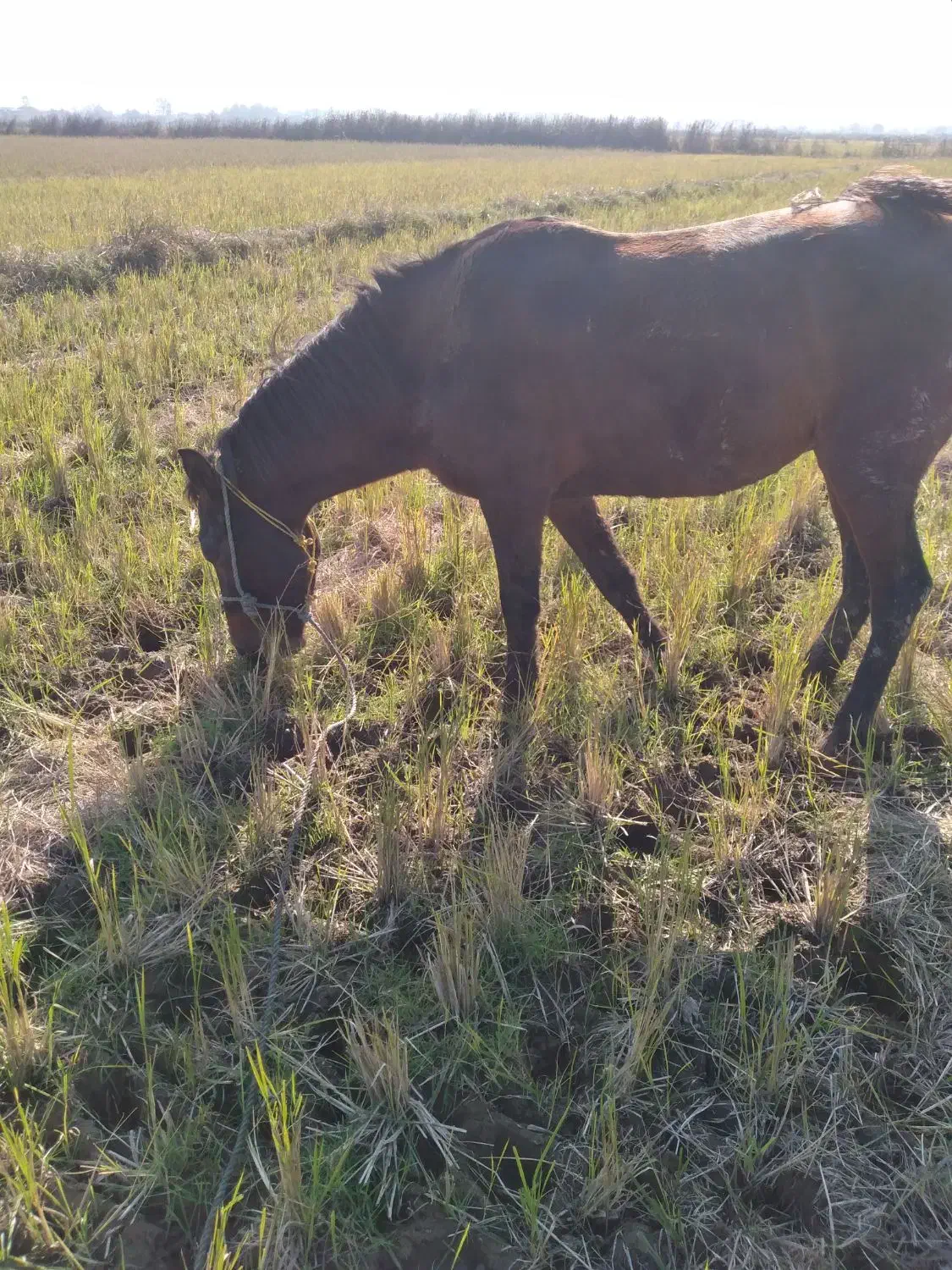 اسب|اسب و تجهیزات اسب‌سواری|آستانه اشرفیه, |دیوار