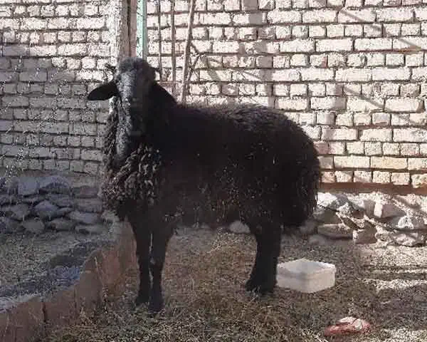 بره|حیوانات مزرعه|کوهسار (البرز), |دیوار