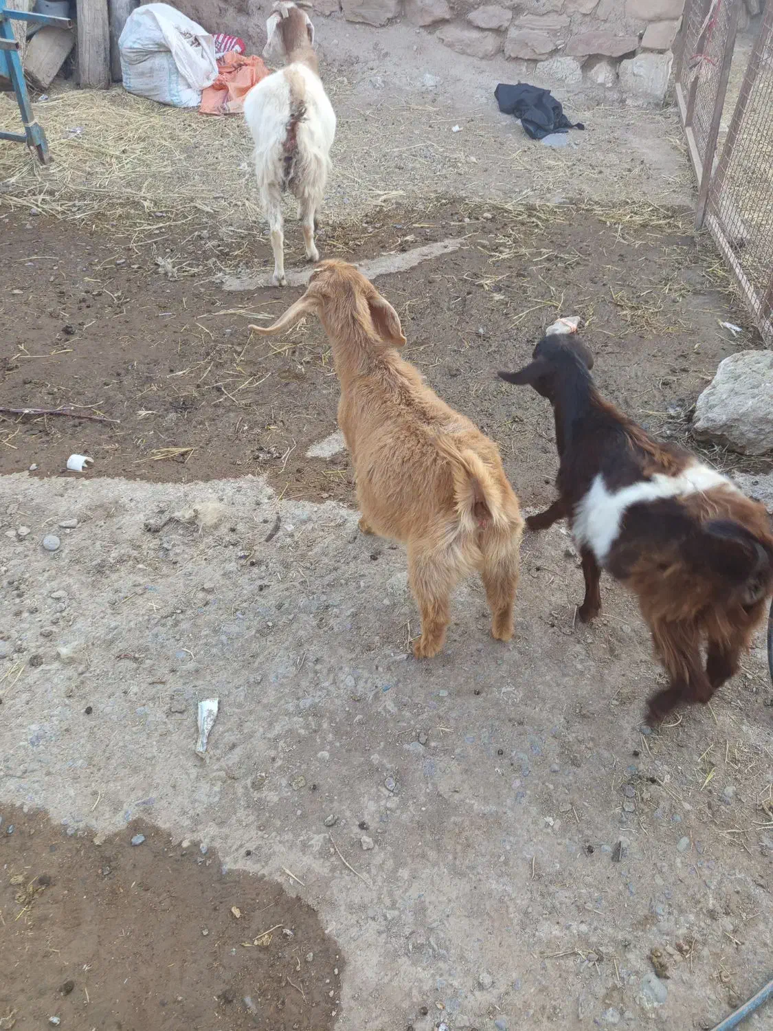 یک عدد بز جوان دوتا بز غاله ماده نگه داری|حیوانات مزرعه|خواجه, |دیوار