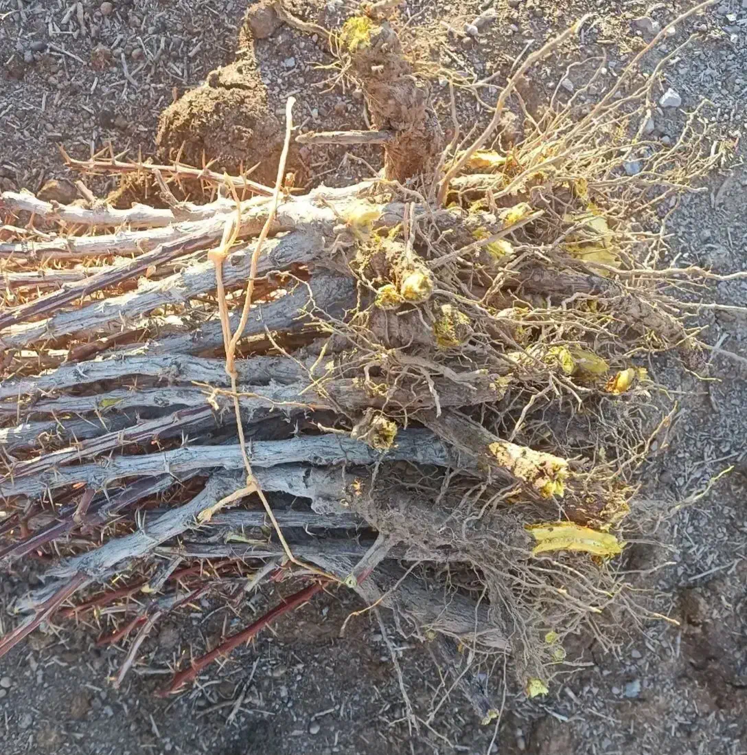 نهال زرشک پلویی|خدمات باغبانی و درختکاری|زرند, |دیوار