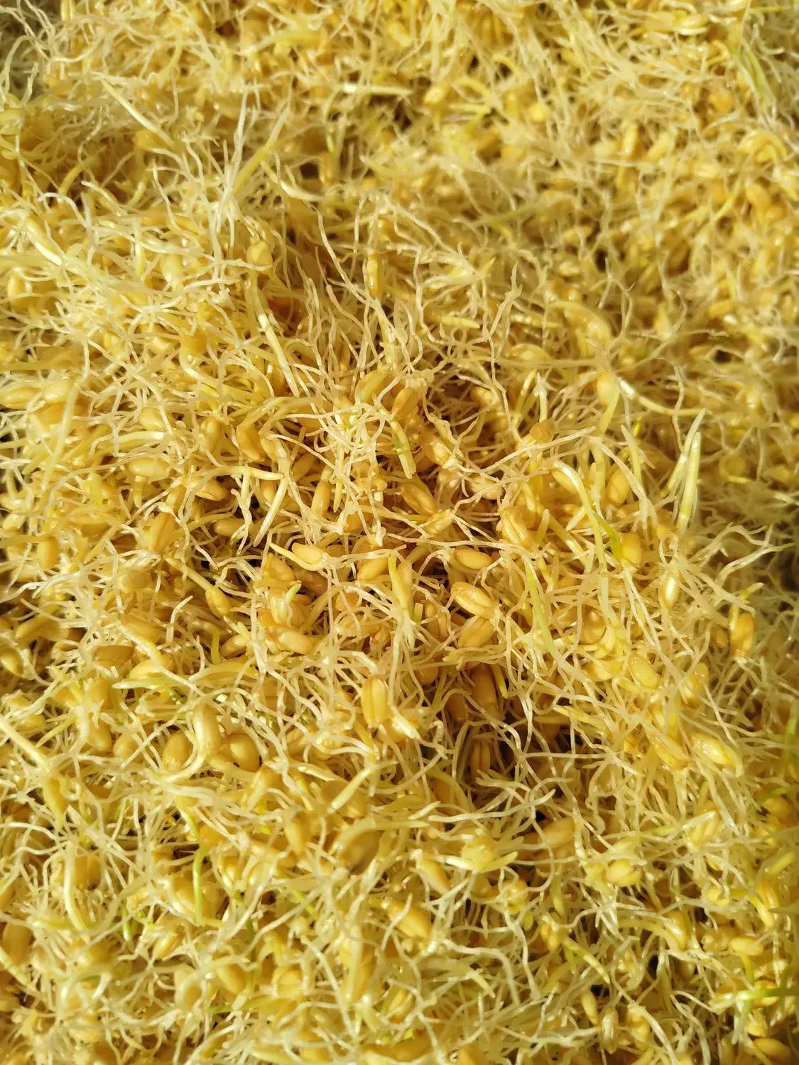 ارد جوانه وارد برنج وارد نخود|خوردنی و آشامیدنی|قم, حاج خلیل|دیوار