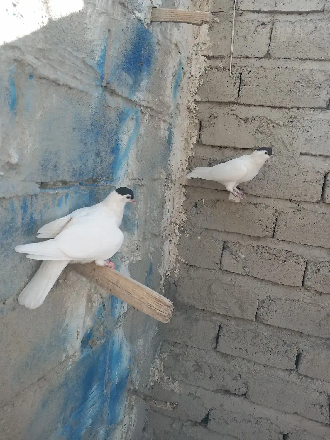 کفتر افغانی|پرنده|چابهار, |دیوار