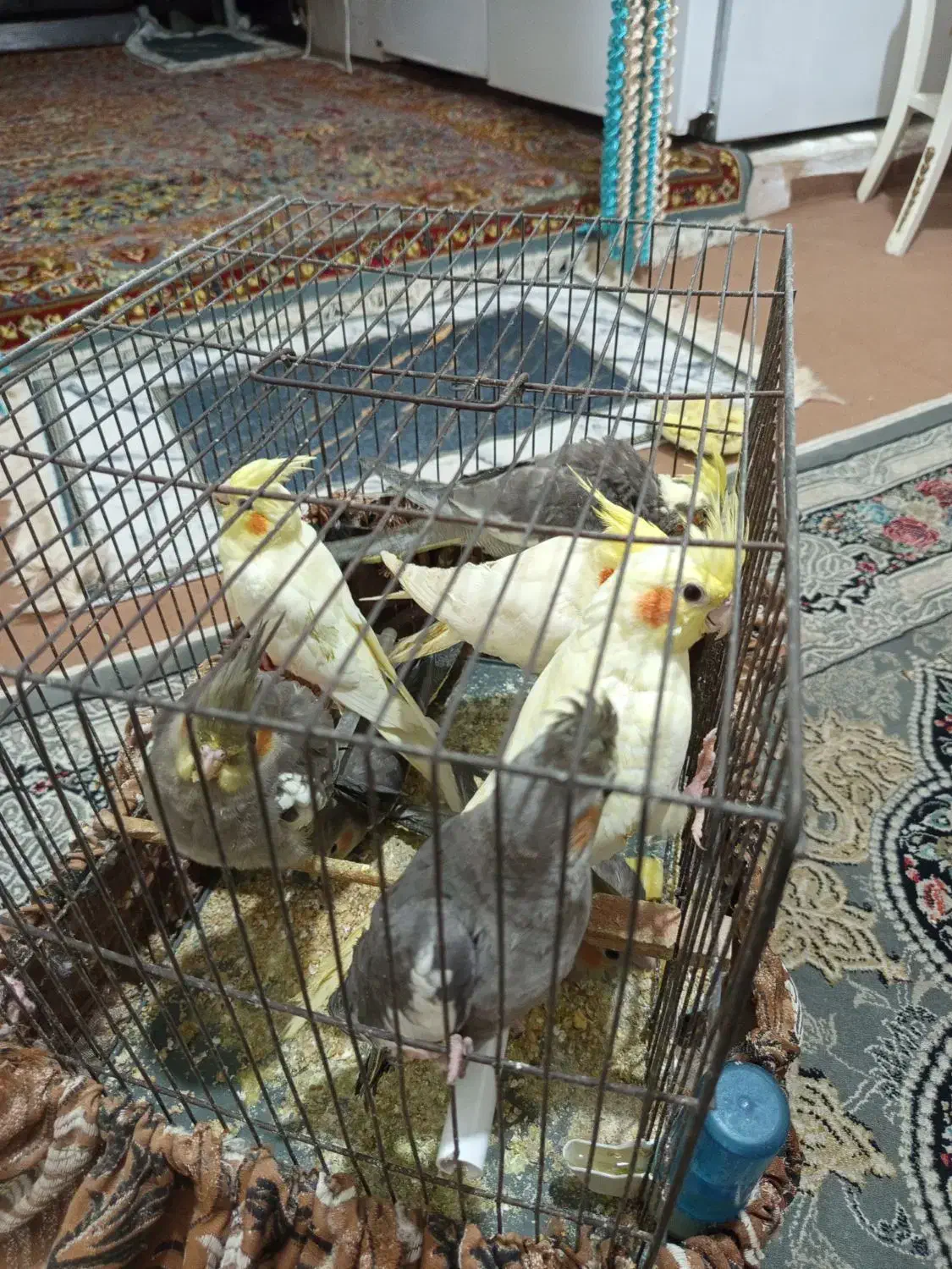 عروس هلندی|پرنده|اسلام‌شهر, شهرک طالقانی|دیوار