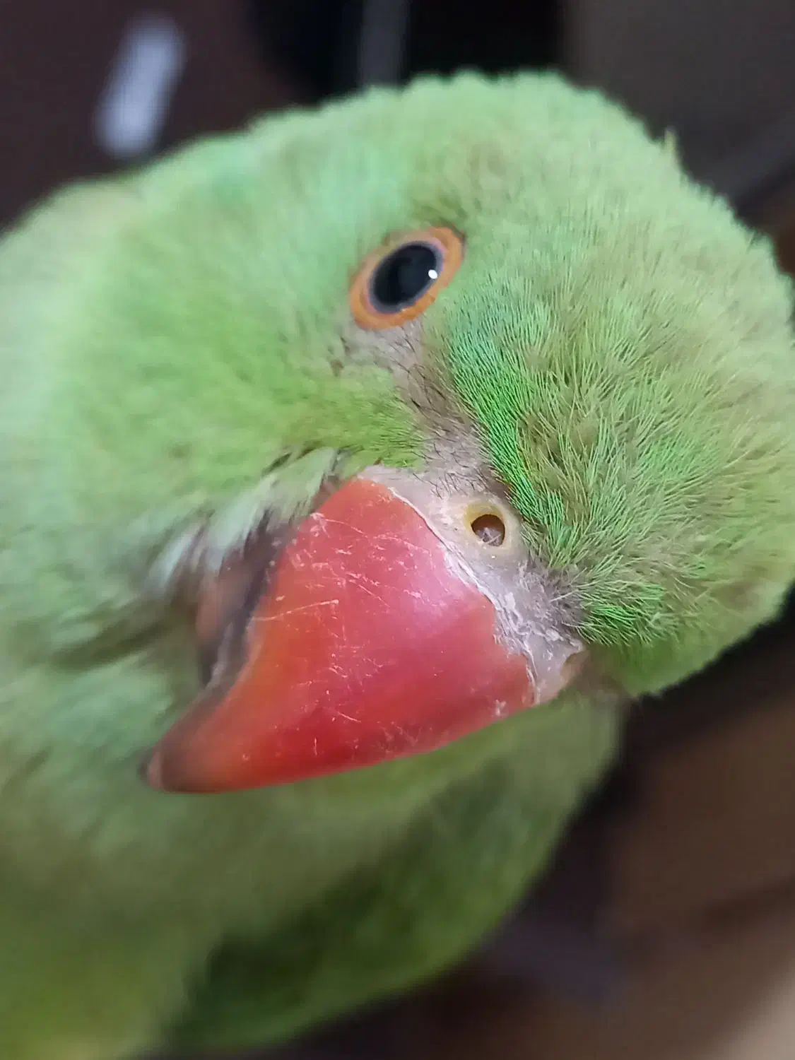 جوجه ملنگو دستی|پرنده|سپیدان, |دیوار