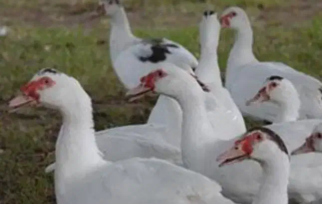 اردک روسی سیکا|حیوانات مزرعه|بابلسر, |دیوار