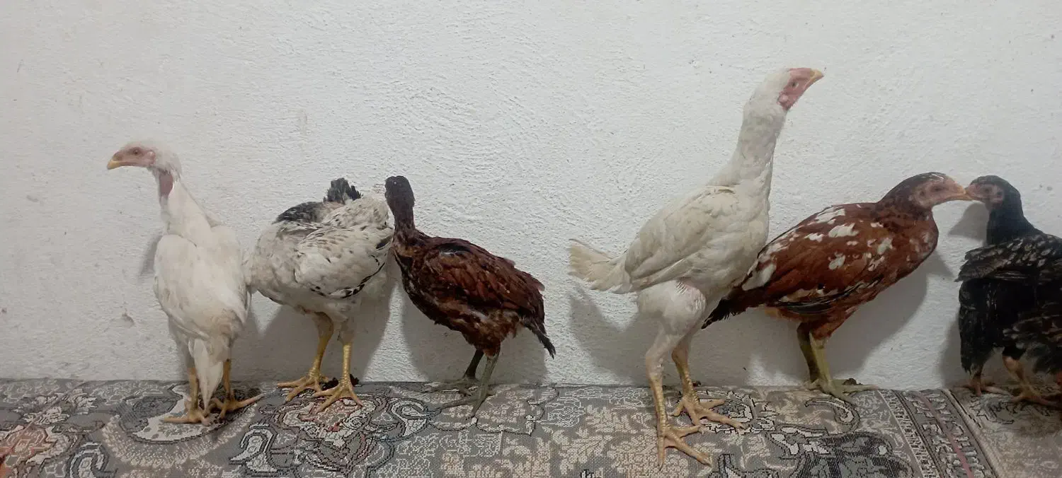 تخم مرغ محلی|حیوانات مزرعه|گرگان, |دیوار