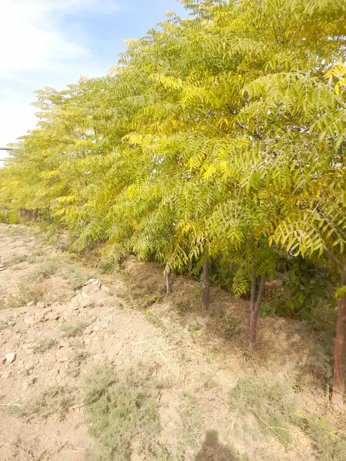 باغچه ۴۰۰ متری|فروش زمین و ملک کلنگی|باقرشهر, |دیوار