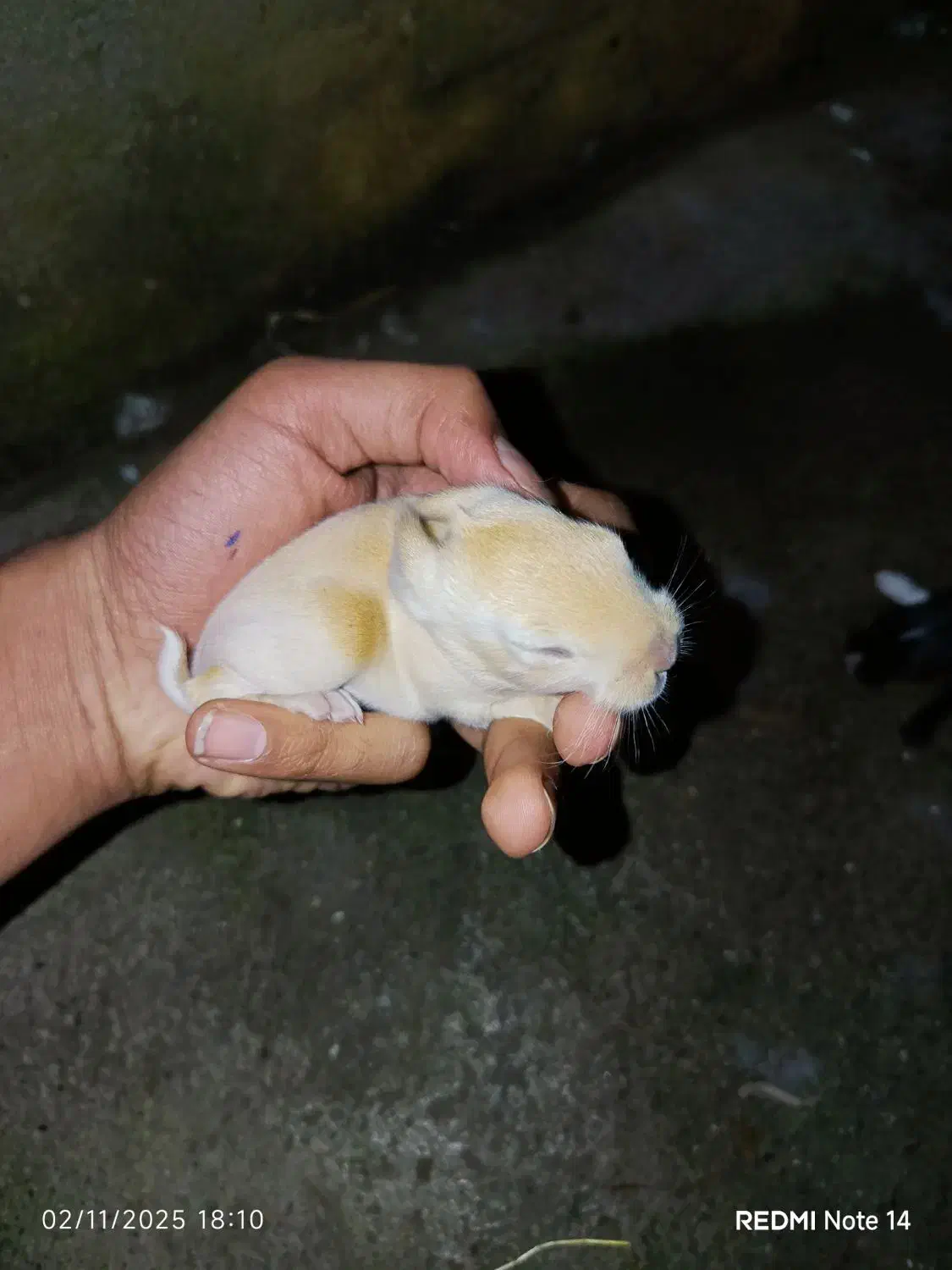 خرگوش کوچولو|موش و خرگوش|خان ببین, |دیوار