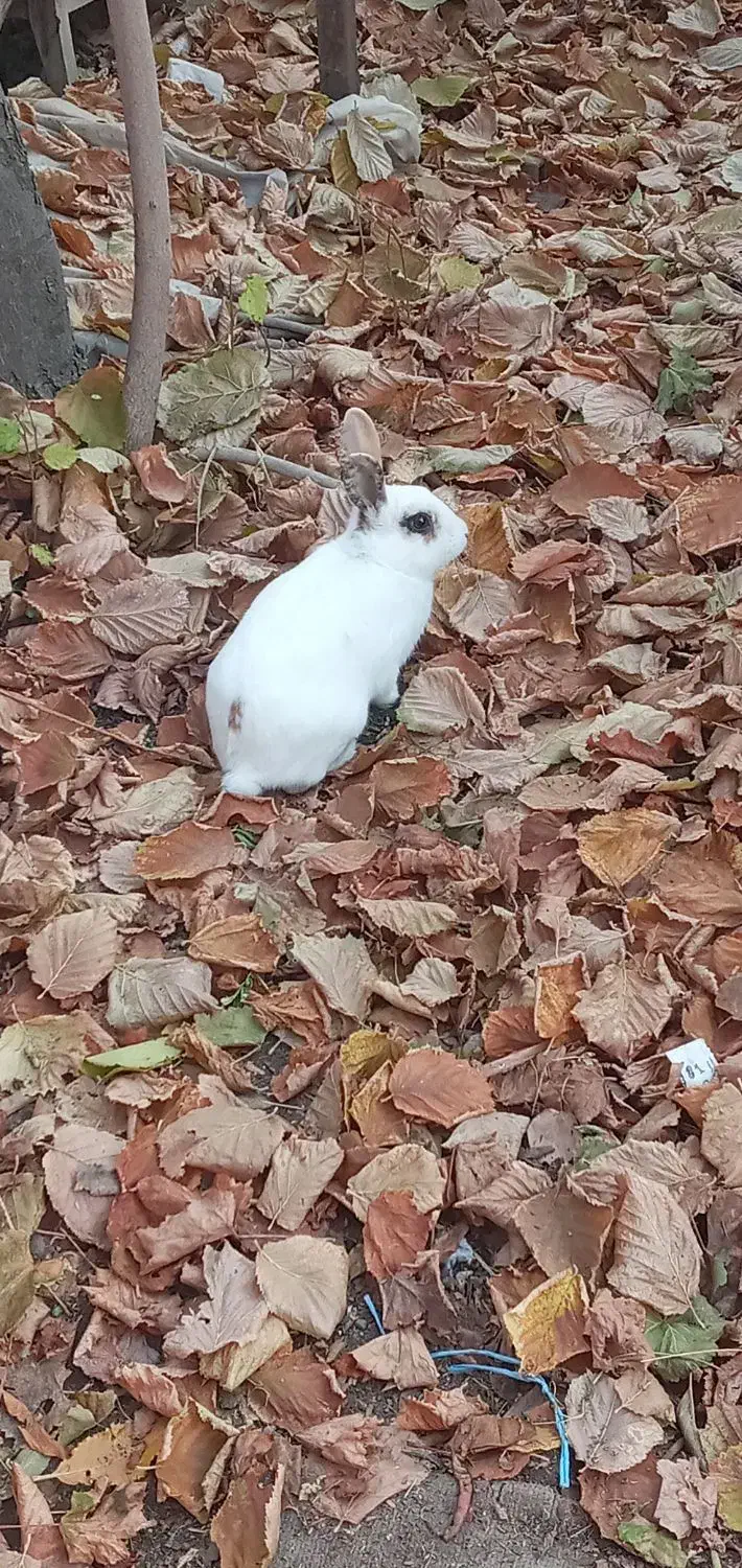 خرگوش  زیبا|موش و خرگوش|عنبرآباد, |دیوار