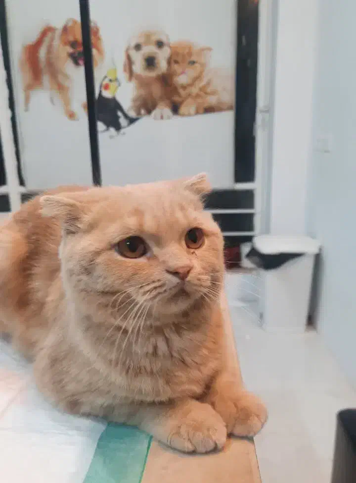 فروش گربه|گربه|تربت‌حیدریه, ۴۵ متری|دیوار