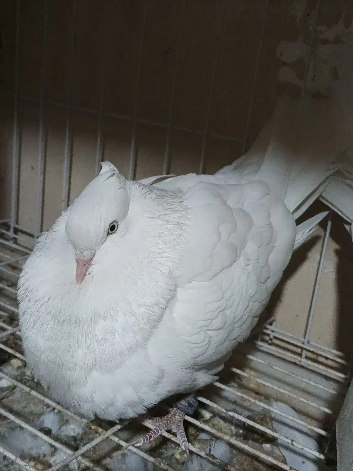 سفید اراکی|پرنده|آبپخش, |دیوار