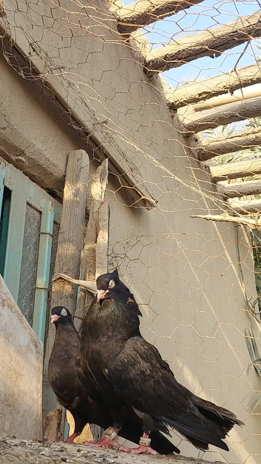 زاغ|پرنده|آبادان, |دیوار
