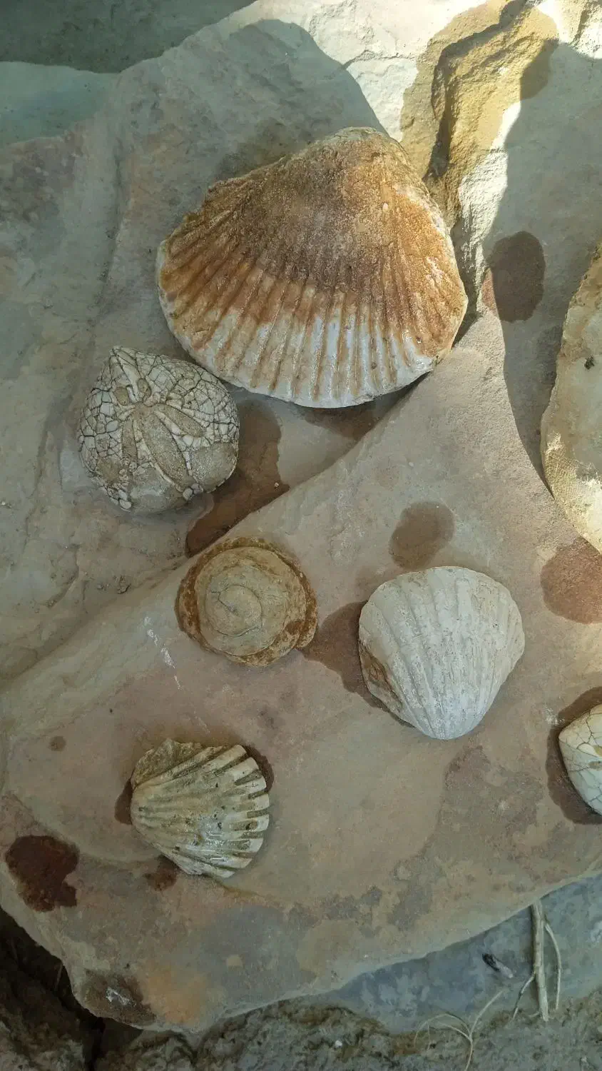 سنگهای کلکسیونی|کلکسیون اشیاء عتیقه|تکاب, |دیوار