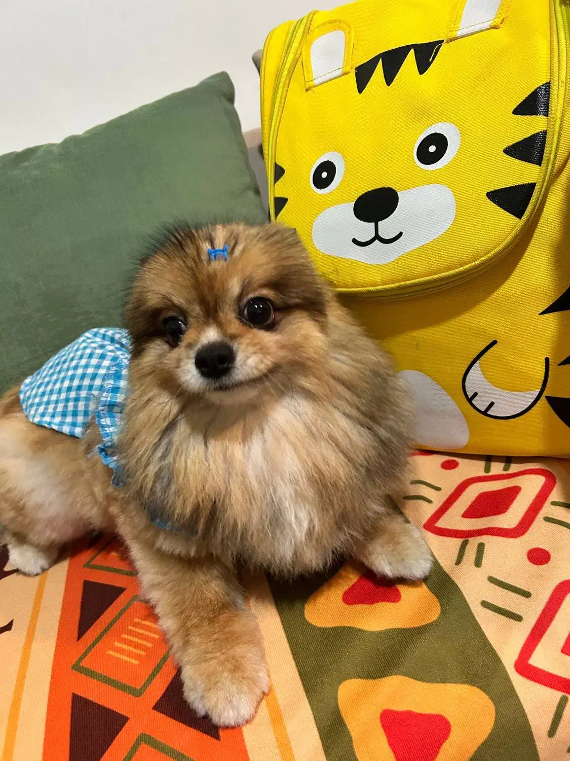 پانسیون سگ vip بینگو|خدمات پیشه و مهارت|رشت, کوی بیانی|دیوار