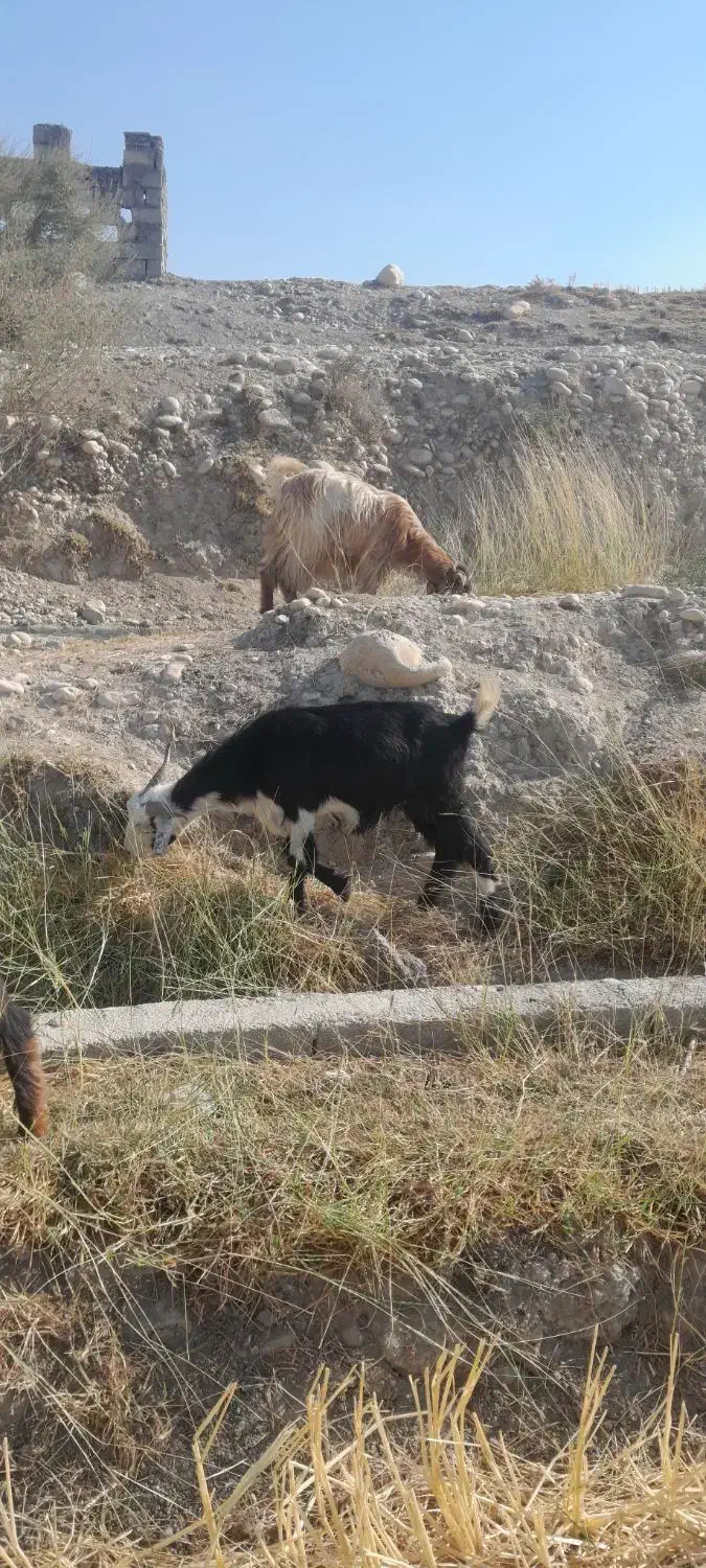 تیه بز|حیوانات مزرعه|باغ ملک, |دیوار