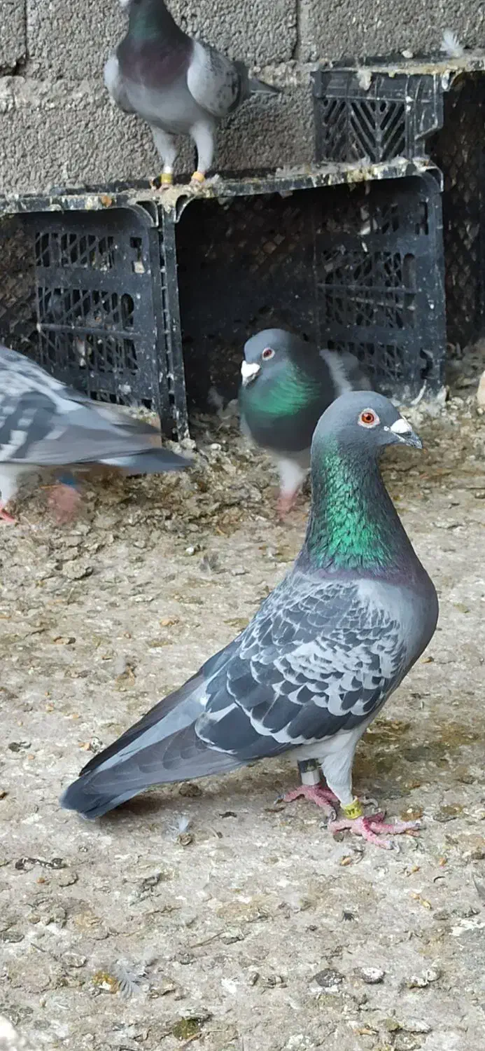 کبوتر مسافتی گمشده|پرنده|خوی, |دیوار