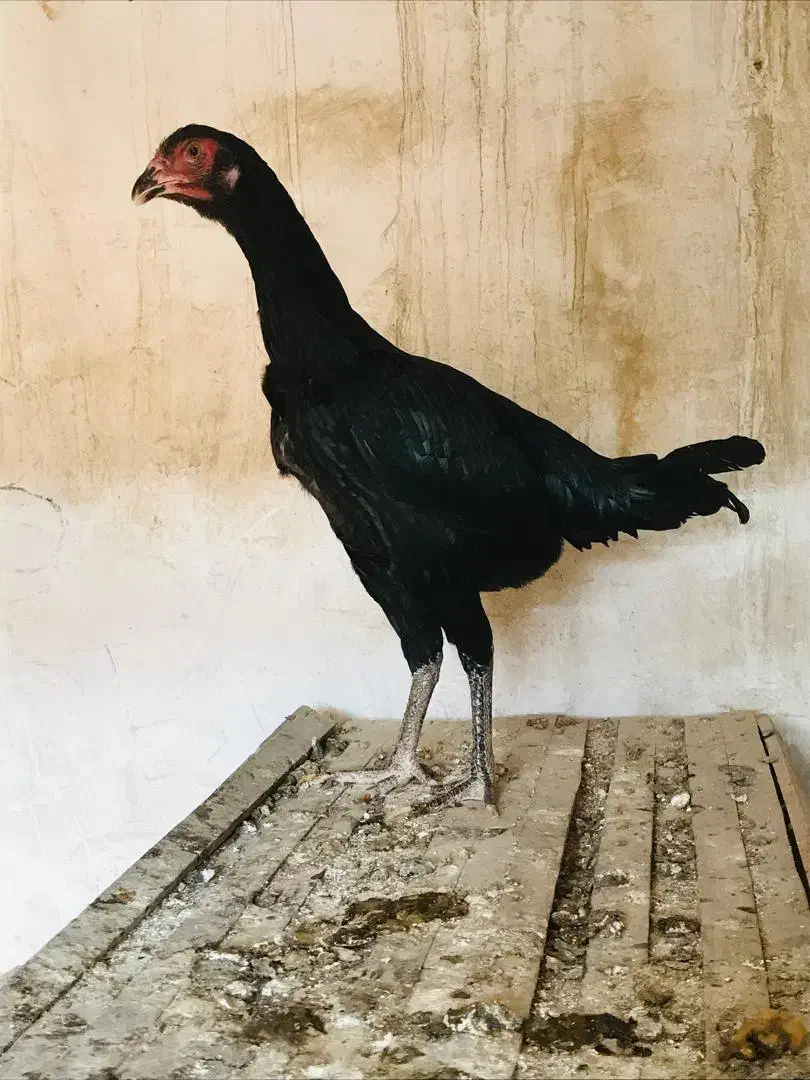 ۱ خروس ۲ عدد مرغ چابهار ی|حیوانات مزرعه|کهنوج, |دیوار