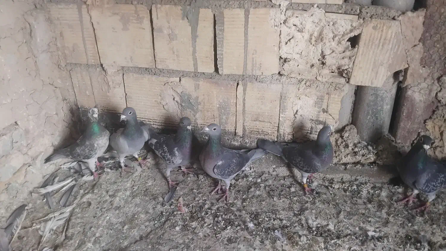 کفتر|پرنده|بومهن, |دیوار