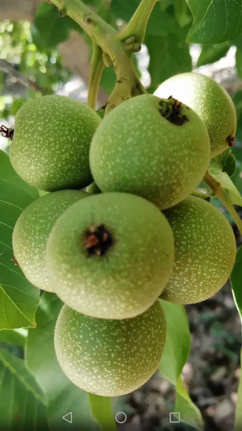 تولید نهال گردو|گل و گیاه طبیعی|شیراز, رکن‌آباد|دیوار
