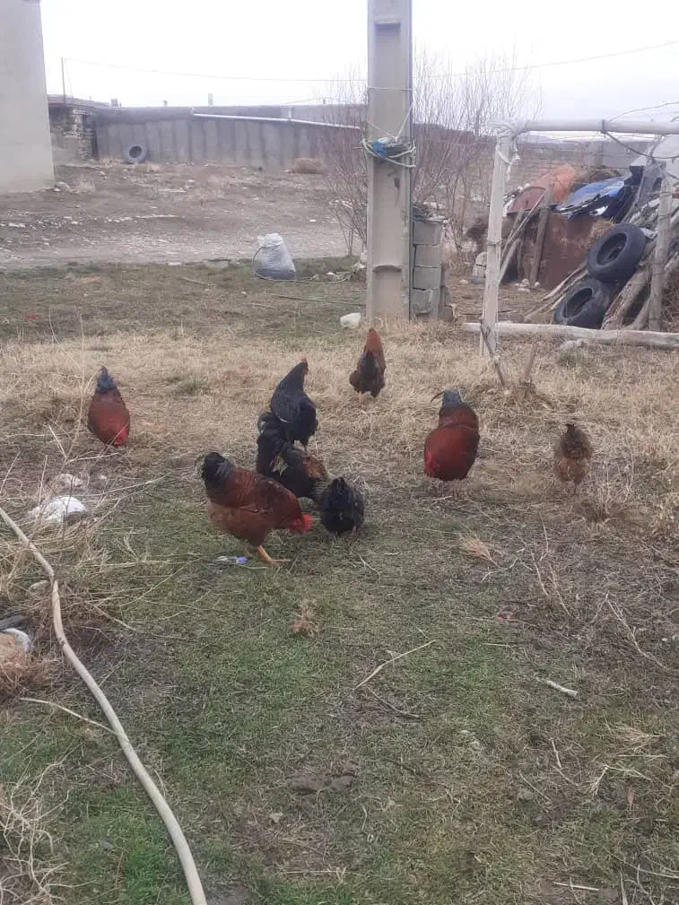 خروس محلی گوشتی|حیوانات مزرعه|ماکو, |دیوار