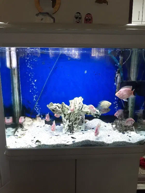 اکواریوم  و ماهی|ماهی|قم, نیروگاه|دیوار