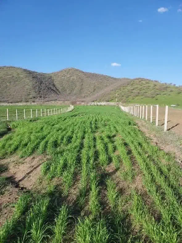 زمین به مساحت 4600متر  سر جاده اصلی|فروش دفتر صنعتی، کشاورزی، تجاری|خاو و میرآباد, |دیوار