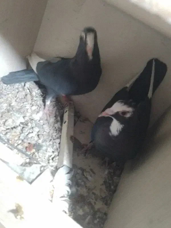 کفتر|پرنده|زرند, |دیوار