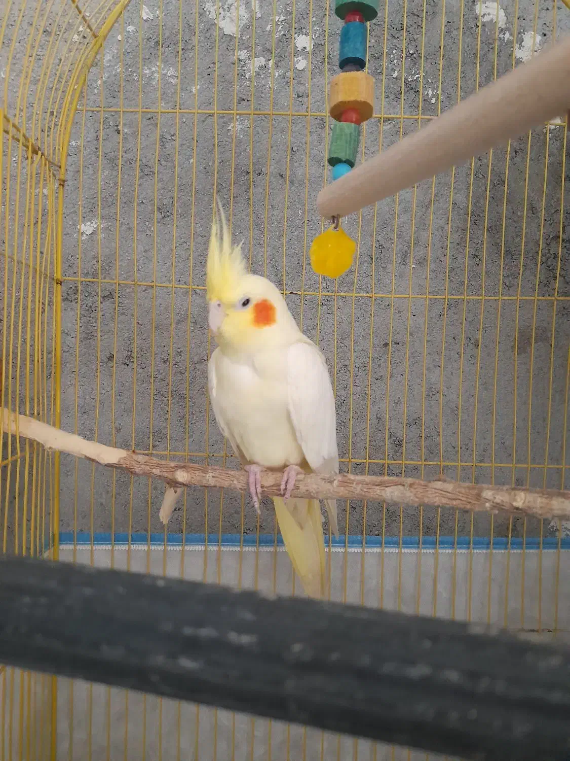 عروس و مرغ عشق|پرنده|میناب, |دیوار