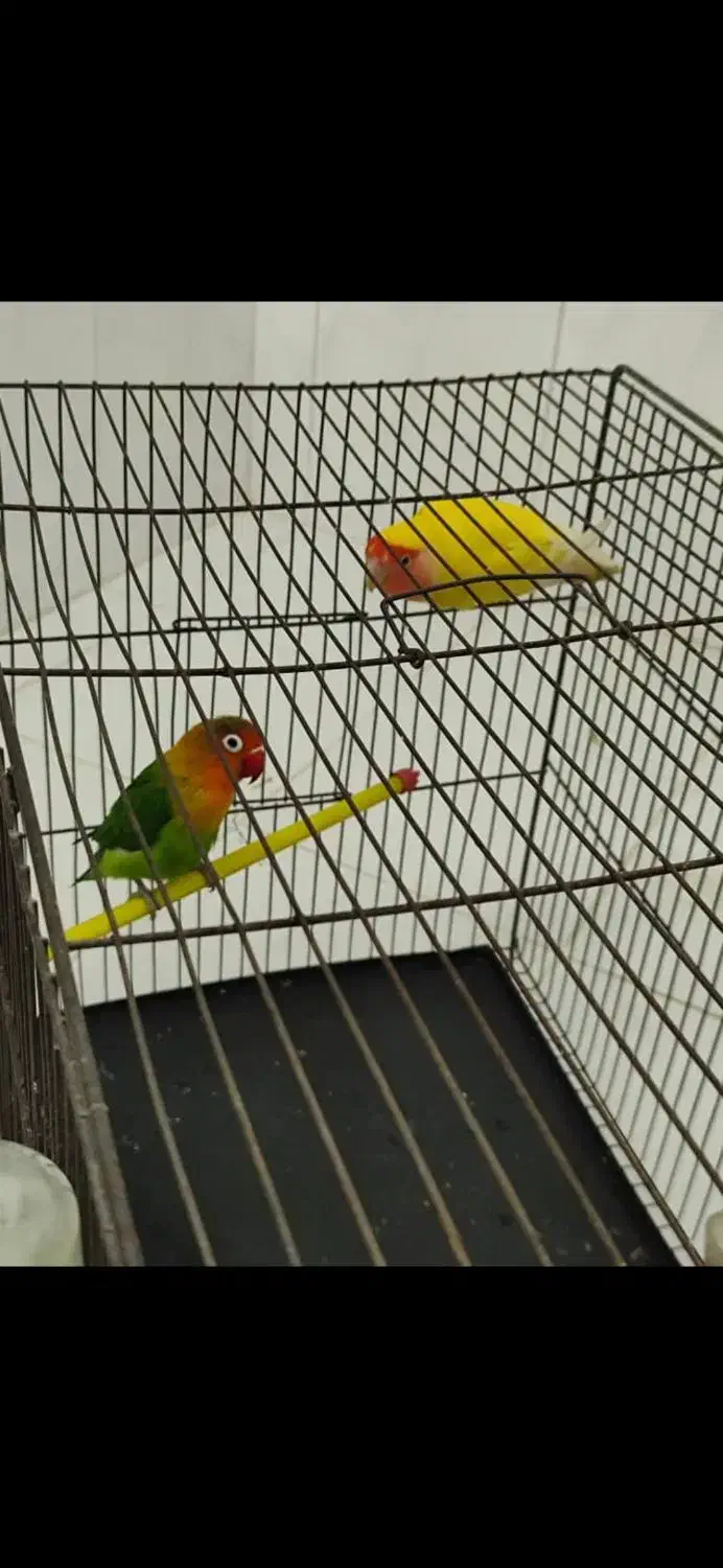 دوتا طوطی برزیلی|پرنده|آمل, |دیوار