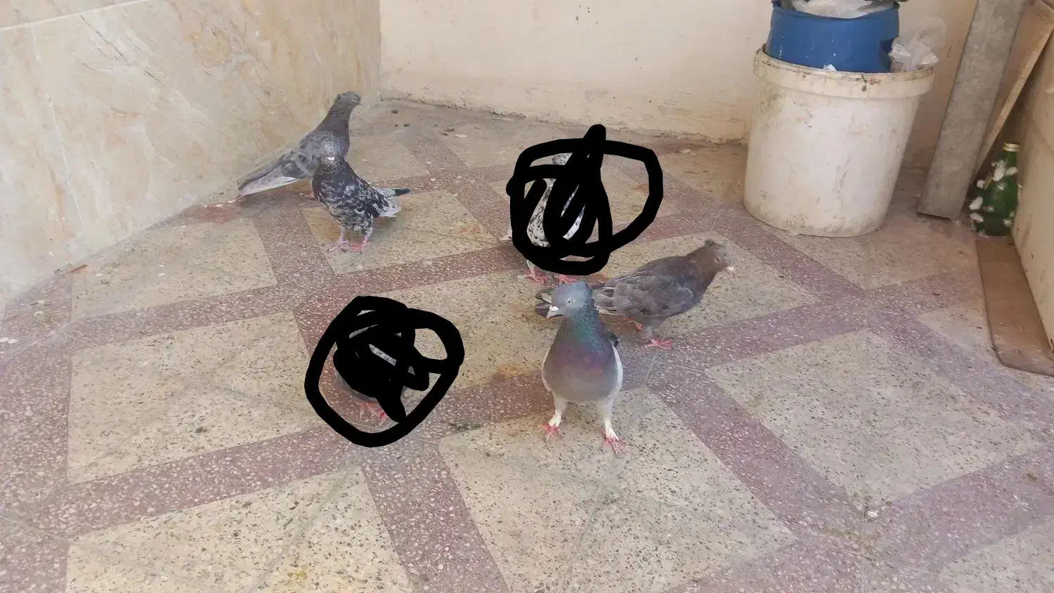 کفتر بهبونی شهری|پرنده|شیراز, جوادیه|دیوار