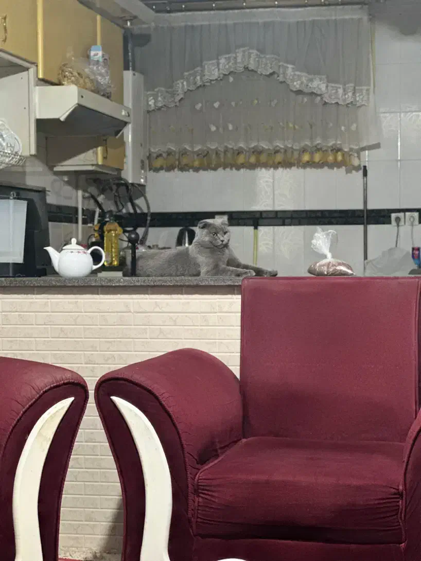 گربه اسکاتیش فولد بلو نر «گوش فولد واقعی»|گربه|کرمان, |دیوار