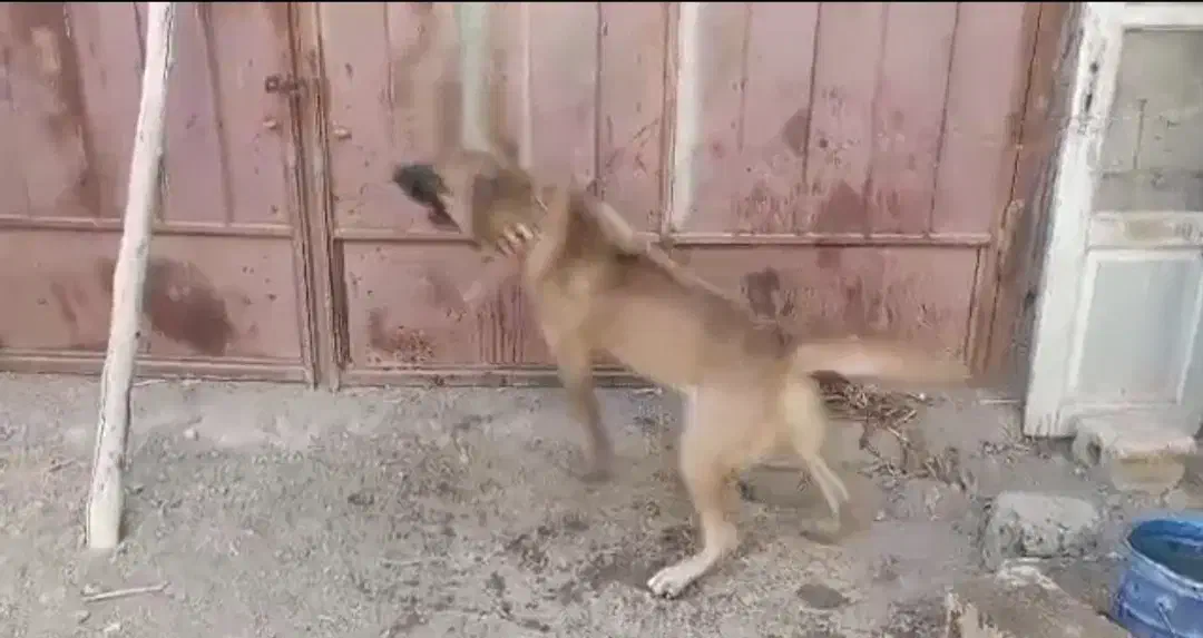 واگذاری سگ|سگ|ماهدشت, |دیوار