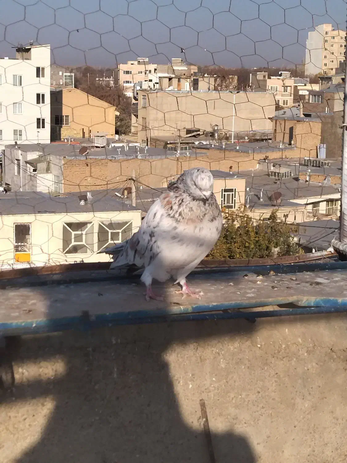 سرور نر کله پیشانی دار|پرنده|ابهر, |دیوار