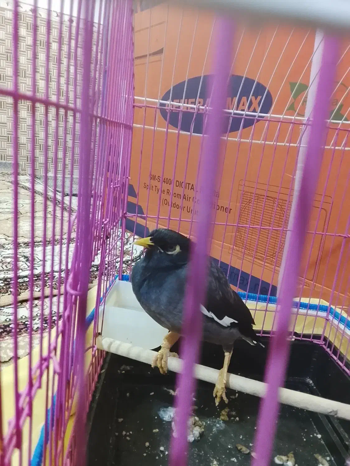 مرغ مینا|پرنده|درگهان, |دیوار