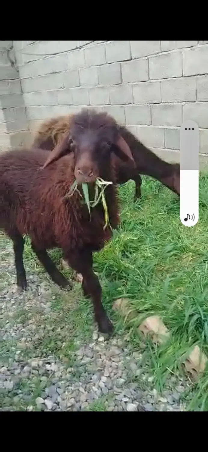 بره نره|حیوانات مزرعه|مزرعه کتول, |دیوار