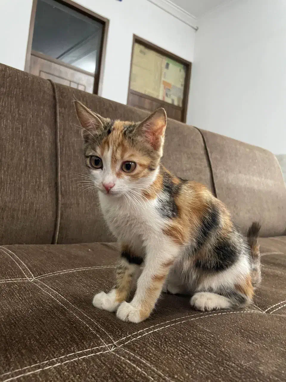 واگذاری رایگان بچه گربه خانگی|گربه|اشکذر, |دیوار