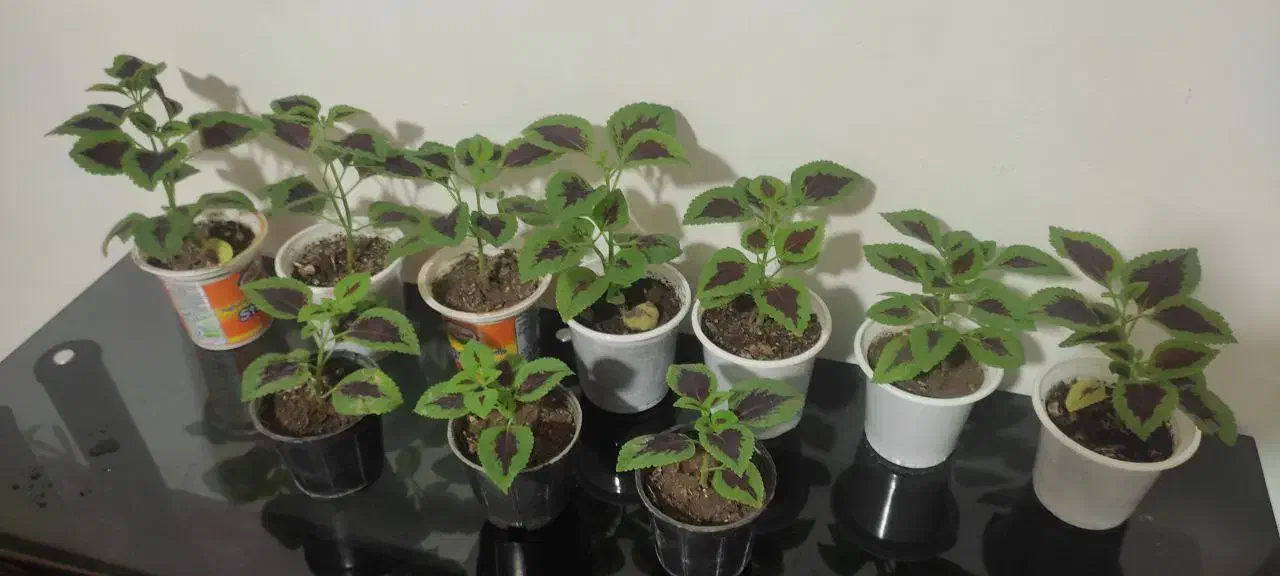 گل طبیعی|گل و گیاه طبیعی|کرمانشاه, |دیوار