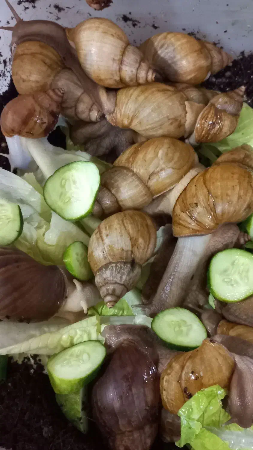 حلزون بالغ|خزنده|دزفول, |دیوار