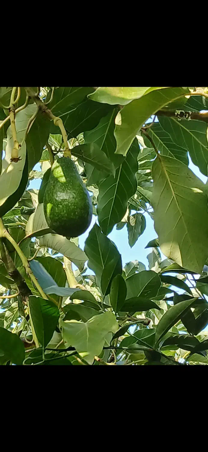 اوکادو|خوردنی و آشامیدنی|نوشهر, |دیوار