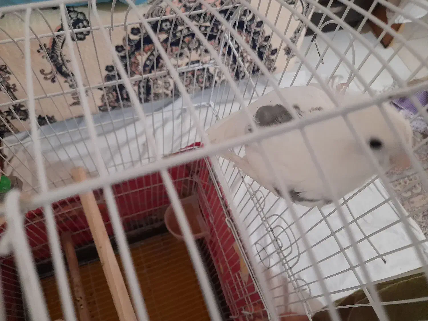 عروس هلندی|پرنده|تهران, ارجمندی راد|دیوار