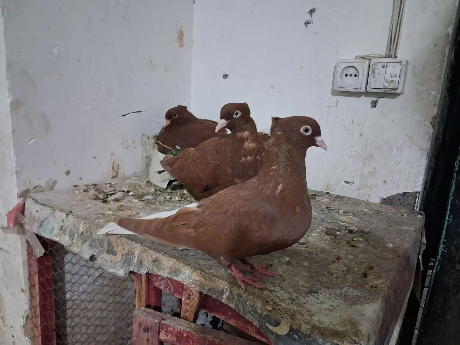 تعداد ۱۰۰عدد دم سفید کرمونی|پرنده|مشهد, هفده شهریور|دیوار