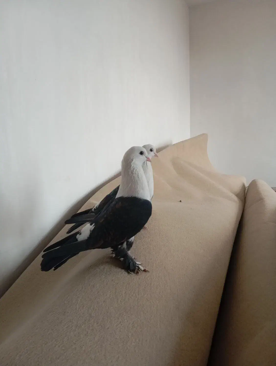 کفتر|پرنده|گلستان (تهران), |دیوار