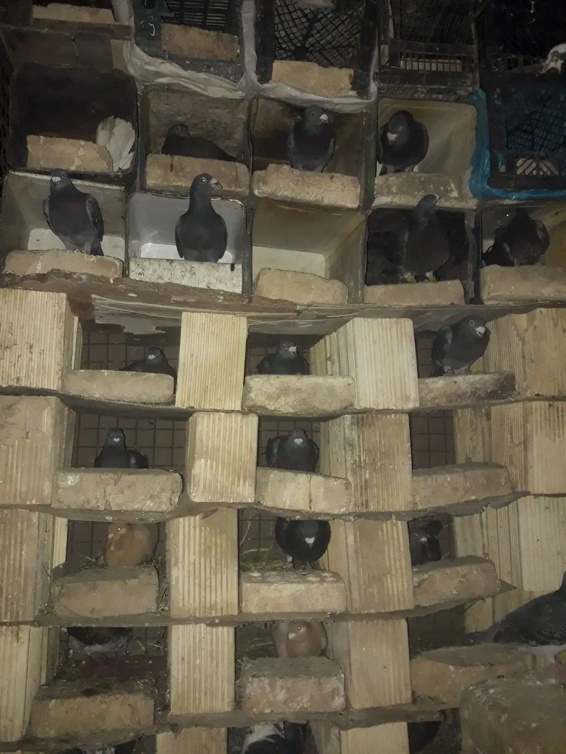 پلاکی اصل|پرنده|لردگان, |دیوار