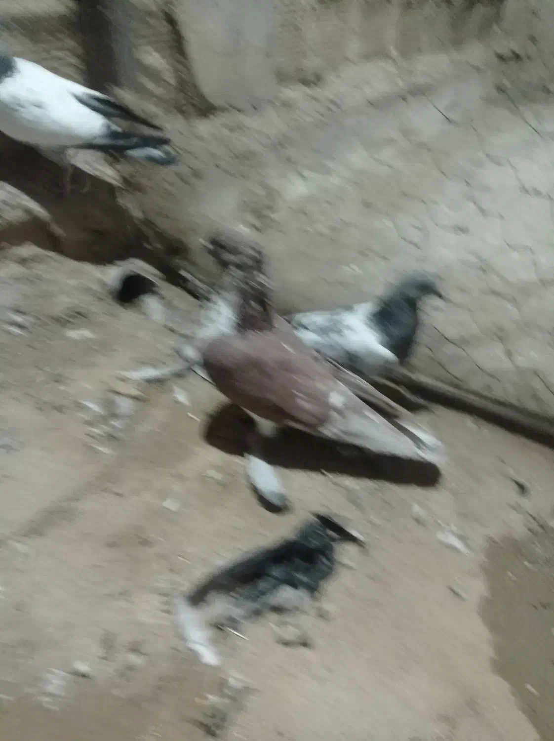 کبوتر گرفتنی|پرنده|زابل, |دیوار