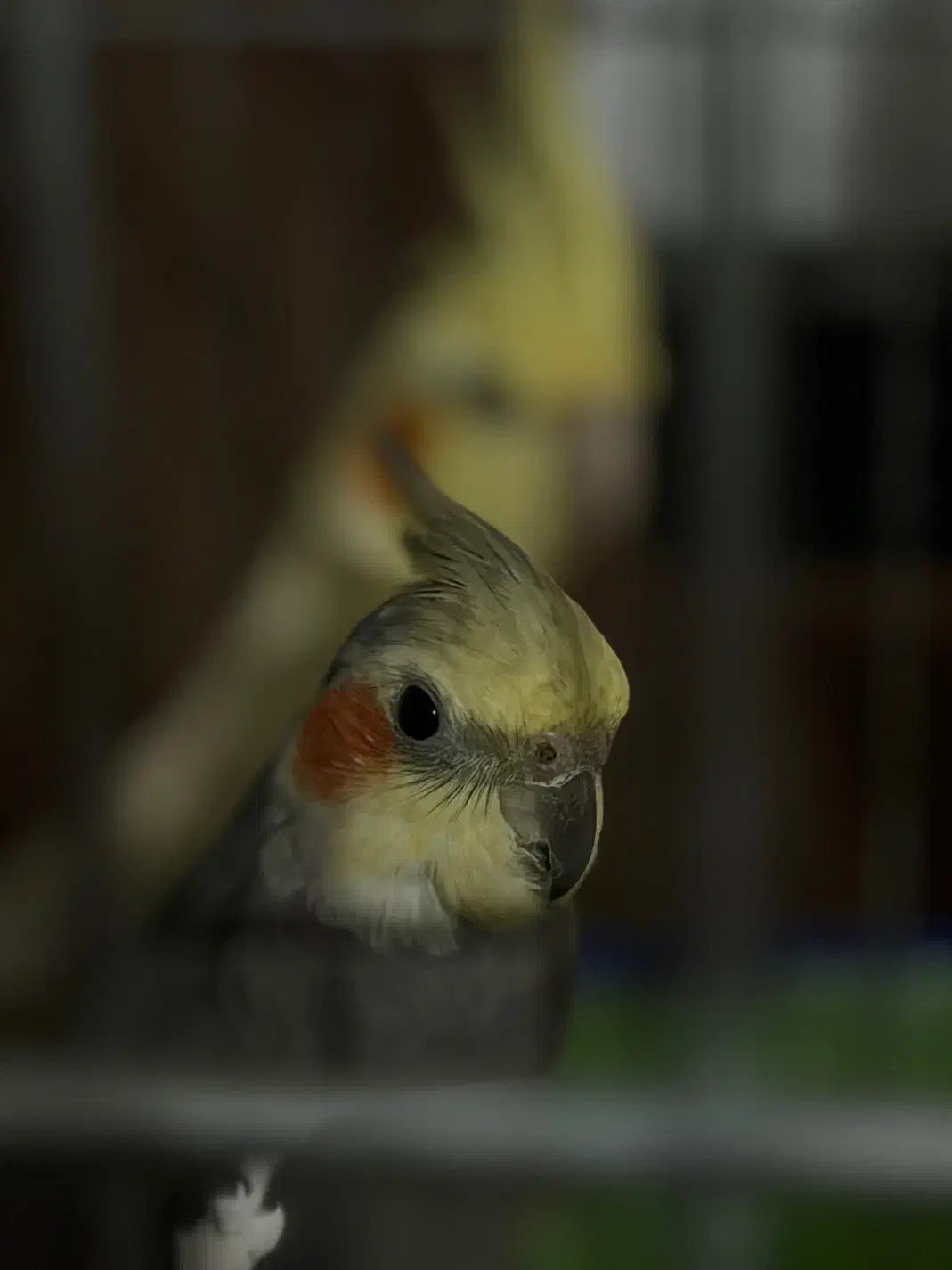 عروس هلندی|پرنده|دهگلان, |دیوار